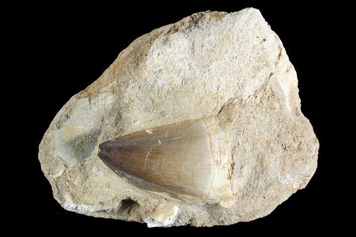 Mosasaur (Prognathodon) Tooth In Rock #74951
